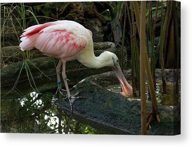 Bird Canvas Print featuring the photograph Thirsty Spoonbill by Margaret Zabor
