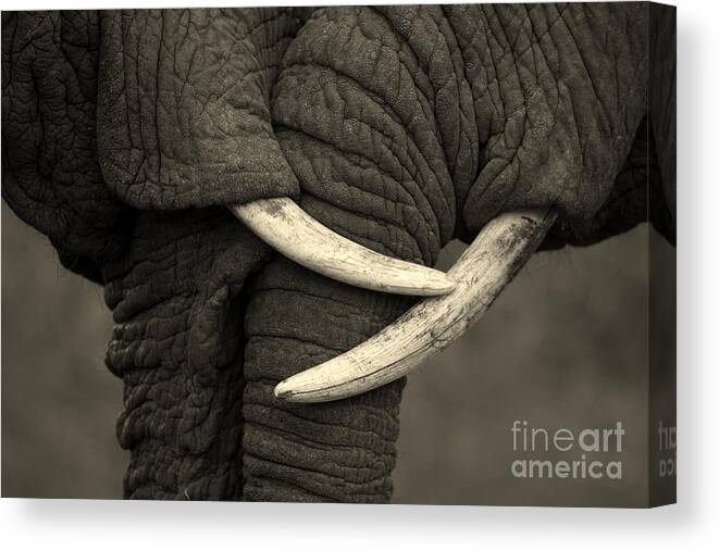 Love Canvas Print featuring the photograph This Amazing Photo Of Two Elephants by Jonathan Pledger
