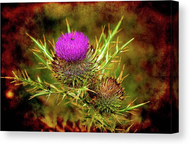  Blossom Canvas Print featuring the photograph Thistle Life by Milena Ilieva