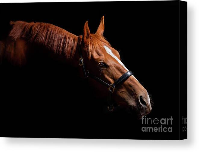 Horse Canvas Print featuring the photograph Thoroughbred Portrait on Black by Michelle Wrighton