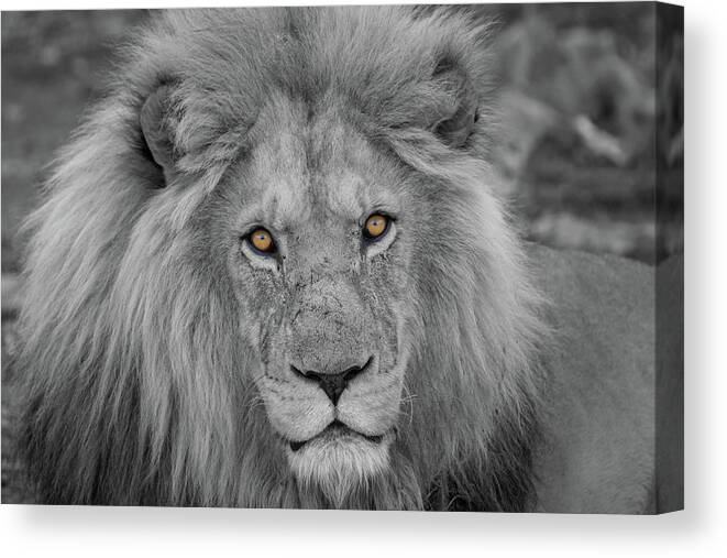 Selective Color Canvas Print featuring the photograph Those Eyes by Randy Robbins