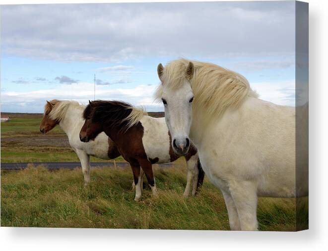 Iceland Canvas Print featuring the photograph Three icelandic horses at Helgafell #2 by RicardMN Photography