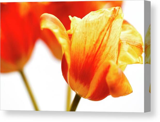 Flower Canvas Print featuring the photograph Three is a Crowd by Sherry Hallemeier