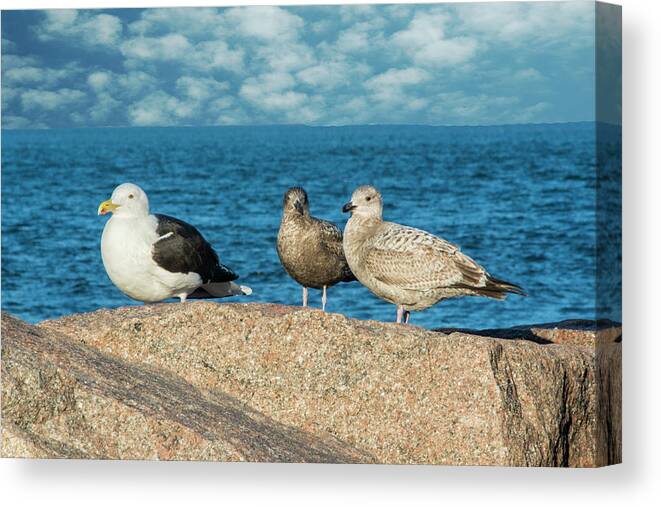 Gulls Canvas Print featuring the photograph Three On The Rocks by Cathy Kovarik