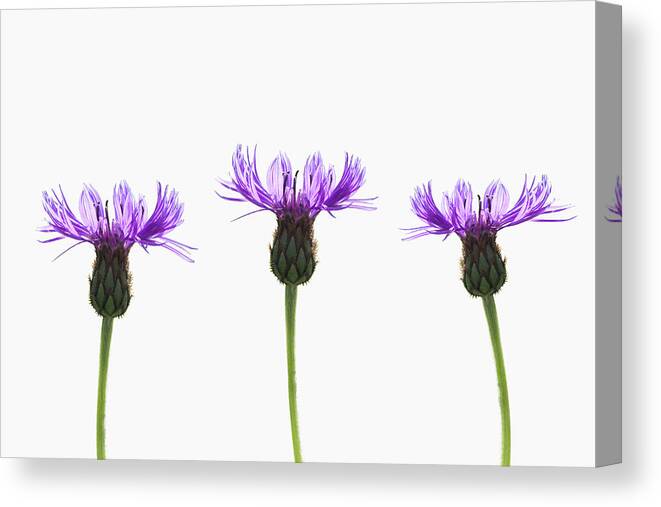 White Background Canvas Print featuring the photograph Three Purple Flowers On White by Deborah Harrison