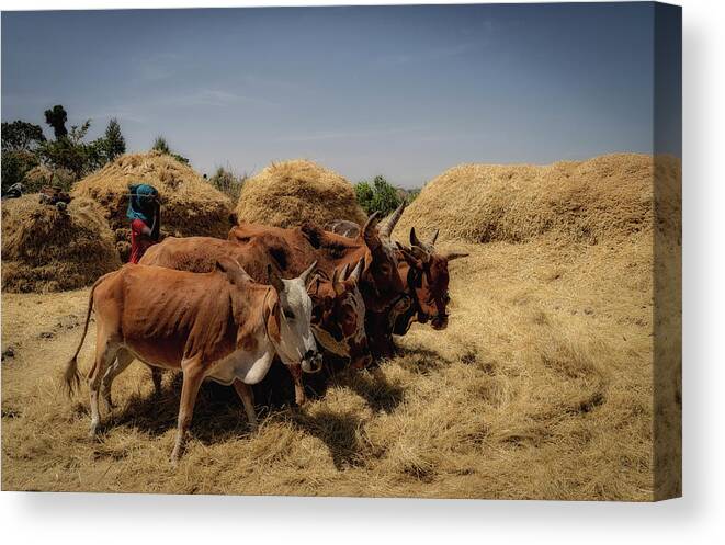 Cows Canvas Print featuring the photograph Threshing by Uri Baruch