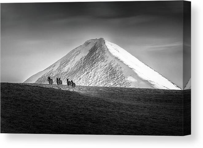 Wild-donkey Canvas Print featuring the photograph Tibetan Wild Donkeys In Himalaya Mountains by Dianne Mao