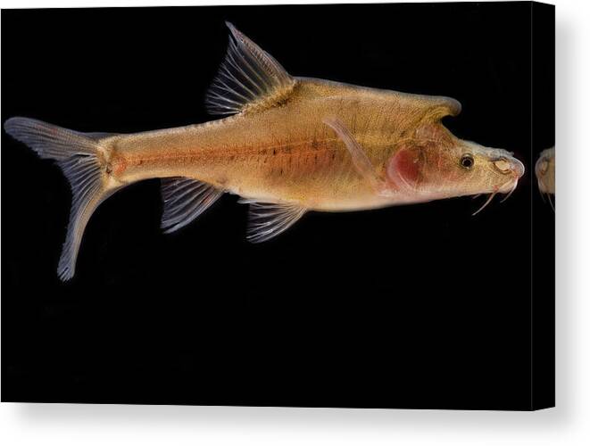 Animal Canvas Print featuring the photograph Tiled Golden-line Barbel by Dante Fenolio