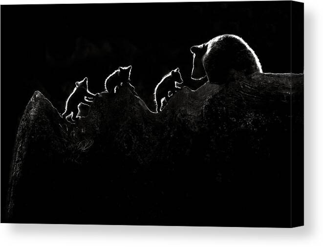 Backlight Canvas Print featuring the photograph Time To Play (monochrome) by Xavier Ortega