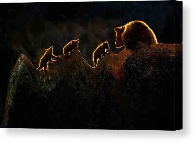 Backlight Canvas Print featuring the photograph Time To Play by Xavier Ortega