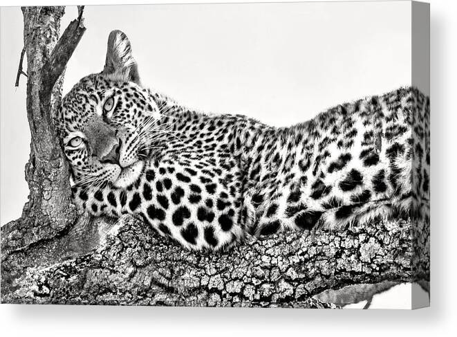 Wildlife Canvas Print featuring the photograph Time To Rest by Xavier Ortega