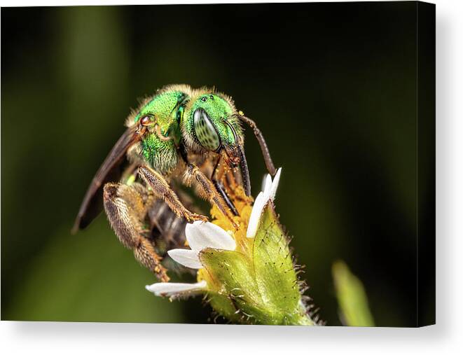 Bee Bees Green Sweatbee Sweat Apiary Insect Macro Close-up Closeup Close Up Flower Nature Brian Hale Brianhalephoto Canvas Print featuring the photograph Tiny Sweat Bee by Brian Hale