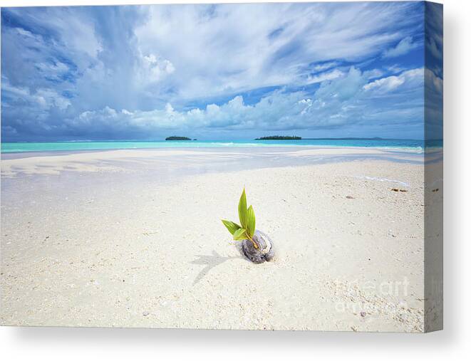 Coconut Canvas Print featuring the photograph To Be a Coconut by Becqi Sherman