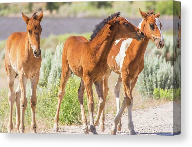 Nevada Canvas Print featuring the photograph Togetherness by Marc Crumpler