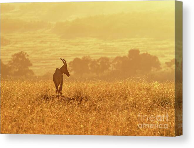 Safari Canvas Print featuring the photograph Topi in early morning sunlight by Jane Rix