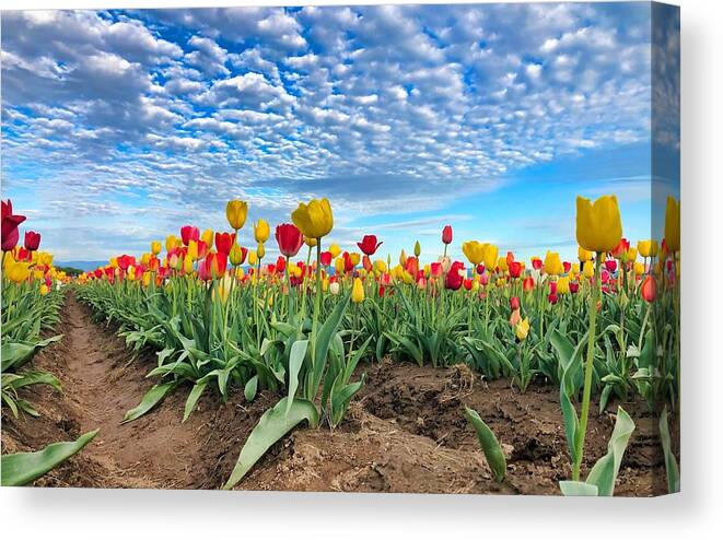 Tulips Canvas Print featuring the photograph Touch The Sky by Brian Eberly