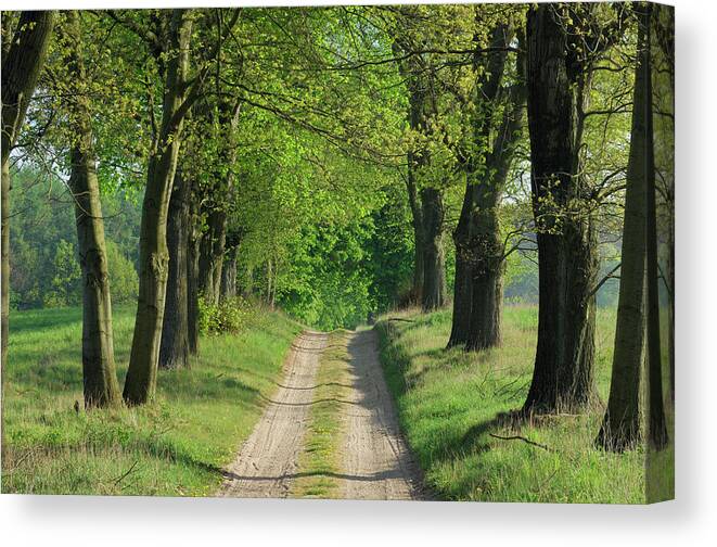 Scenics Canvas Print featuring the photograph Track Through Trees In Spring by Martin Ruegner