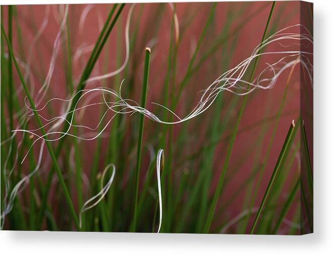 Green Canvas Print featuring the photograph Trailing by Melisa Elliott