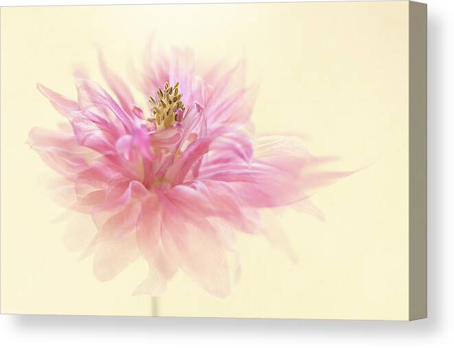 Aquilegia Canvas Print featuring the photograph Translucent by Jacky Parker