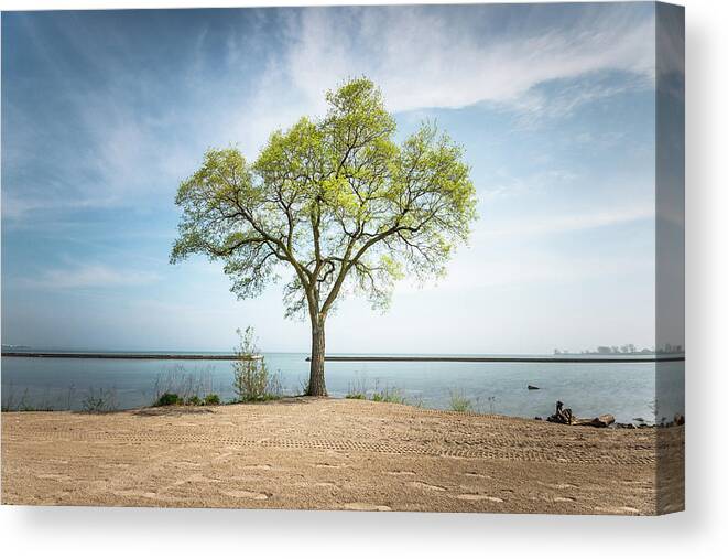 Toronto Canvas Print featuring the photograph Tree By Lake by Www.piotrhalka.com