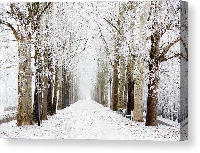 Scenics Canvas Print featuring the photograph Tree Canopy Winter Wonderland Nobody by Moreiso