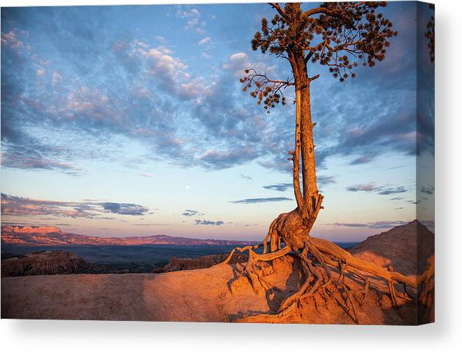Scenics Canvas Print featuring the photograph Tree Clings To Ledge, Bryce Canyon by Karen Desjardin