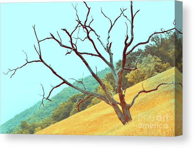 Trees Canvas Print featuring the photograph Tree in the Field by La Dolce Vita