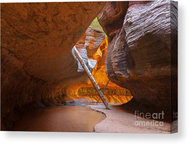 Southwest Canvas Print featuring the photograph Tree In The Subway - Left Fork In Zion by Andrmoel