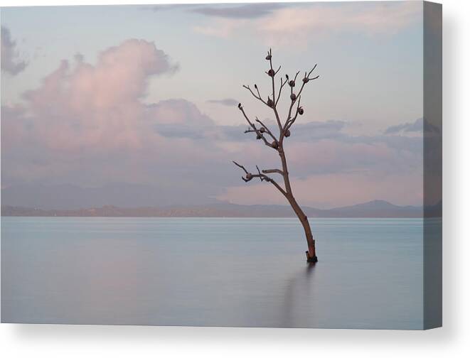 Scenics Canvas Print featuring the photograph Tree In Water by Flash Parker