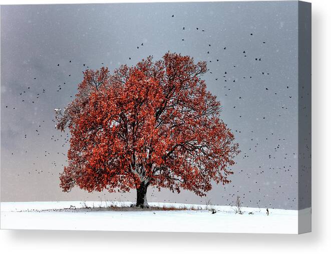 Bulgaria Canvas Print featuring the photograph Tree Of Life by Evgeni Dinev