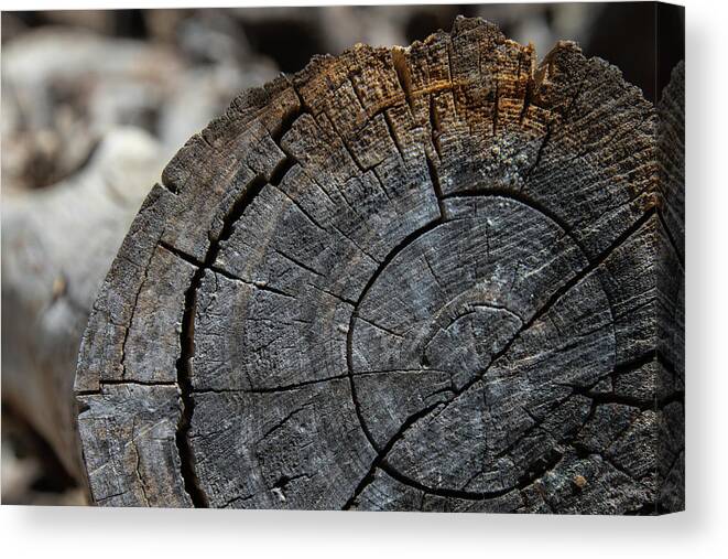 Tree Rings Canvas Print featuring the photograph Tree Rings by Fred DeSousa