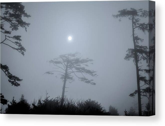  Canvas Print featuring the photograph Coastal Tree Series 5 of 7 by Scenic Edge Photography