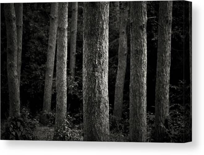 Michigan Canvas Print featuring the photograph Tree Trunks by Image By Marc Gutierrez