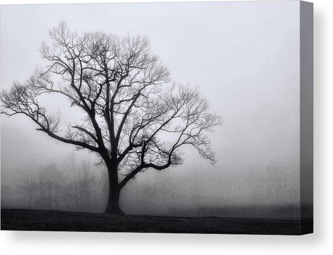 Trees Canvas Print featuring the photograph Trees in Fog # 2 by Allen Beatty