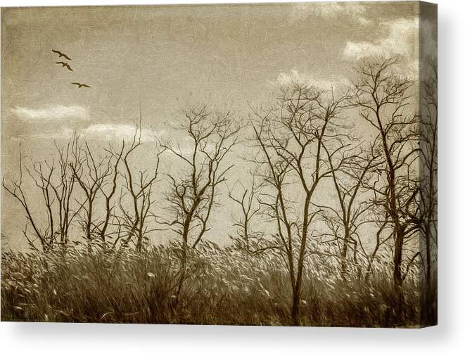 Trees Canvas Print featuring the photograph Treescape In Sepia by Cathy Kovarik