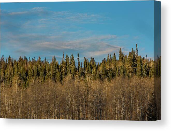 Trees Canvas Print featuring the photograph Treescape, Wyoming by Julieta Belmont