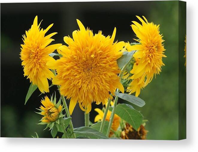 Florida Canvas Print featuring the photograph Tri-Flora-Tops by Lindsey Floyd