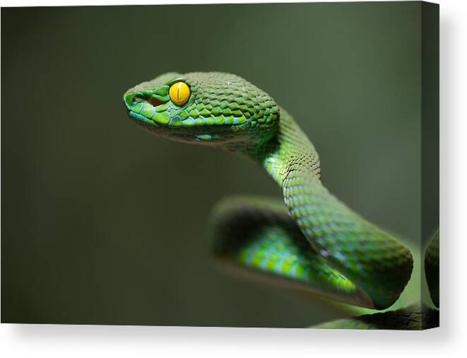 Snake Canvas Print featuring the photograph Trimeresurus Macrops - Large-eyed Pit Viper by Thor Hakonsen