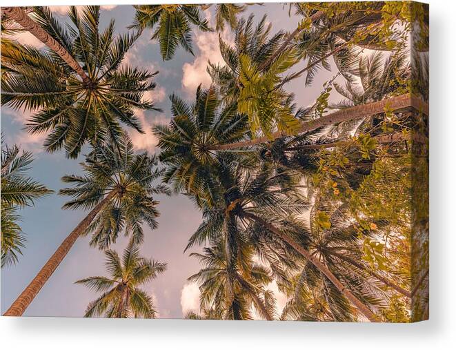 Landscape Canvas Print featuring the photograph Tropical Forest Trees Background by Levente Bodo