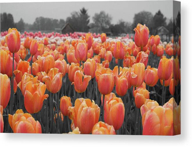 Cascades Canvas Print featuring the photograph Tulip Farm by Dylan Punke