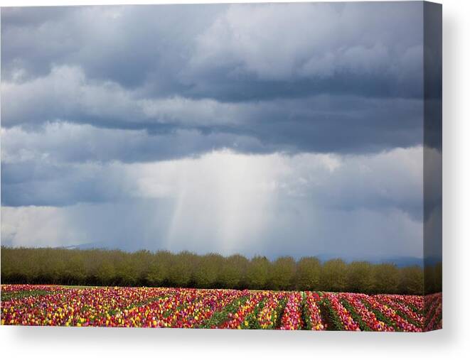 Scenics Canvas Print featuring the photograph Tulip Field Under Storm Clouds by Design Pics / Craig Tuttle
