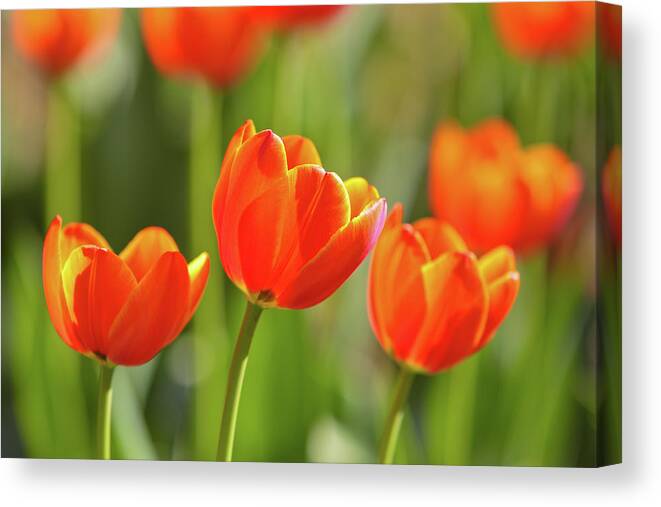 Flowerbed Canvas Print featuring the photograph Tulip by Ithinksky