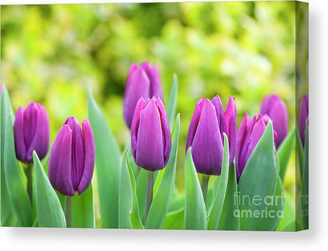 Tulips Canvas Print featuring the photograph Tulip Purple Prince Flowers by Tim Gainey