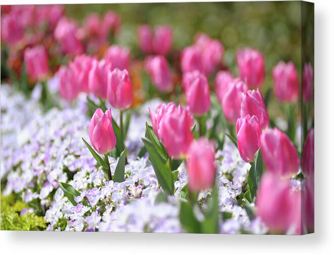 Aichi Prefecture Canvas Print featuring the photograph Tulips by Photo Taken By Bong Grit