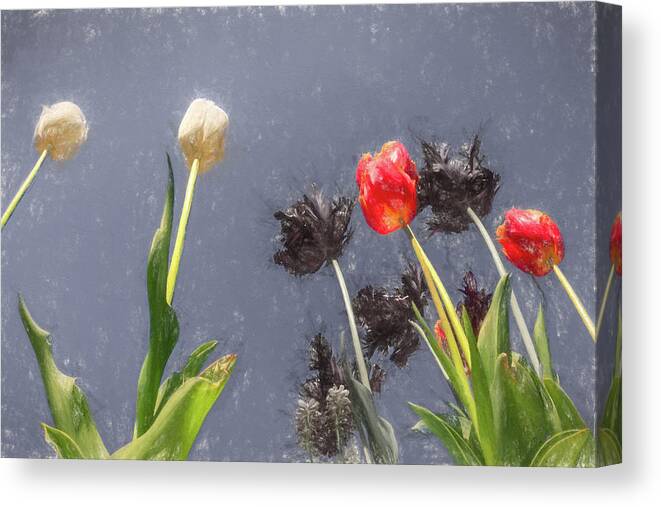 Blooms Canvas Print featuring the mixed media Tulips, tulips, tulips by Sue Leonard