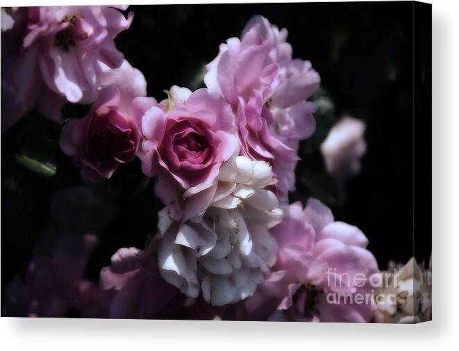 Flowers Canvas Print featuring the photograph Turn of the Century Roses by Elaine Manley