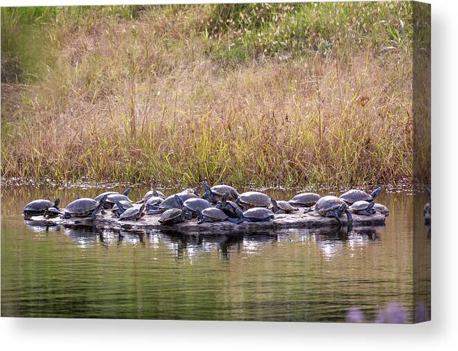 Turtle Canvas Print featuring the photograph Turtle Rock by David Wagenblatt