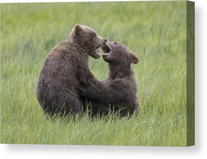 Cubs Canvas Print featuring the photograph Tussle Of Twins by Renee Doyle