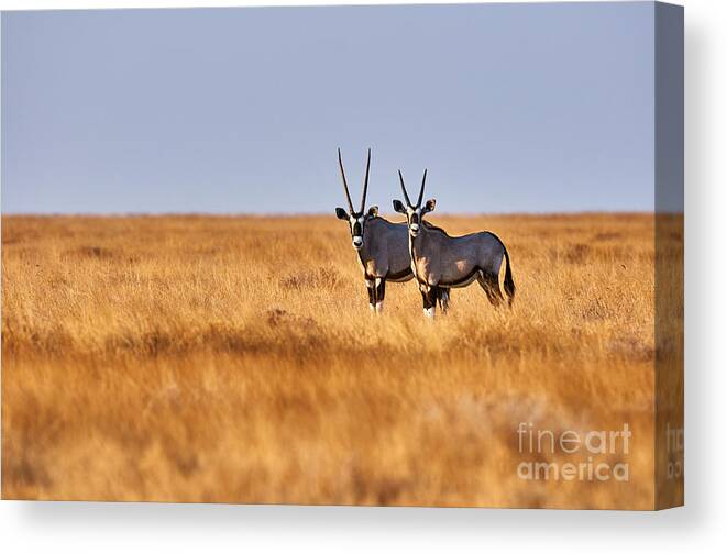 Safari Canvas Print featuring the photograph Two Beautiful Oryx In The Savannah by Arcalu