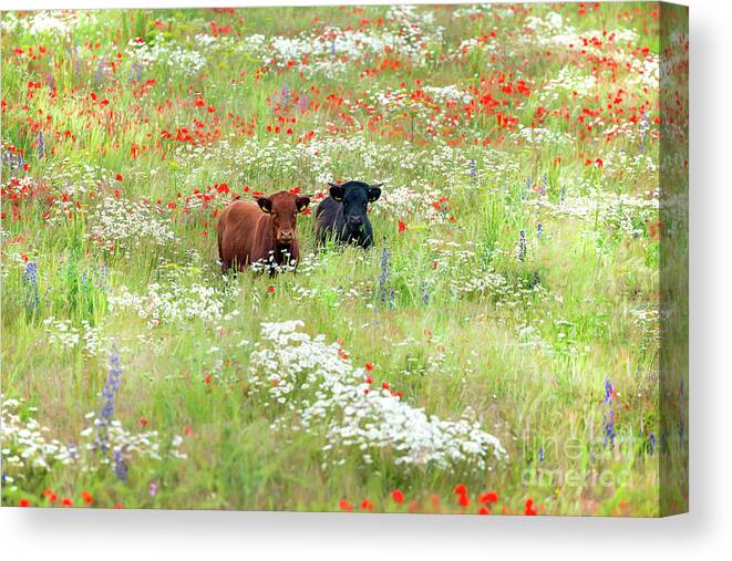Cows Canvas Print featuring the photograph Two Norfolk cows in wild flower meadow by Simon Bratt